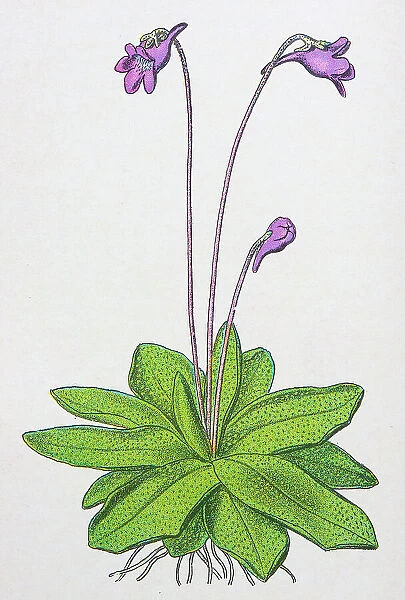 Antique botany illustration: Butterwort, Pinguicula vulgaris