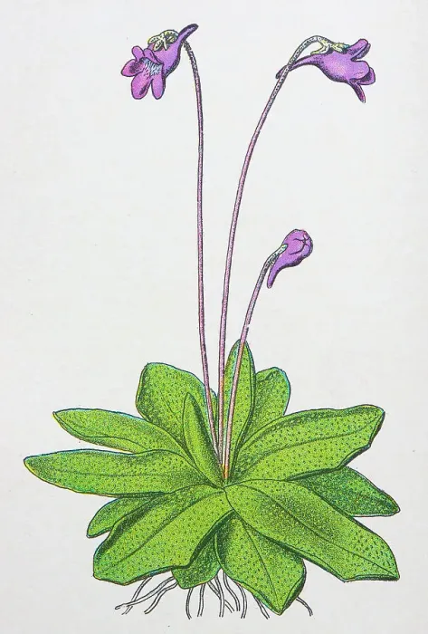 Framed Print : Antique botany illustration: Butterwort, Pinguicula vulgaris Framed Print : Antique botany illustration: Butterwort, Pinguicula vulgaris