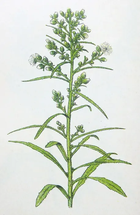 Framed Print : Antique botany illustration: Canadian fleabane, Erigeron canadense