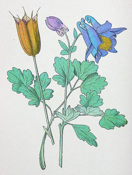 Antique botany illustration: Columbine, Aquilegia vulgaris