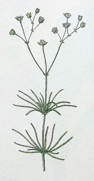 Antique botany illustration: Corn Spurrey, Spergula arvensis