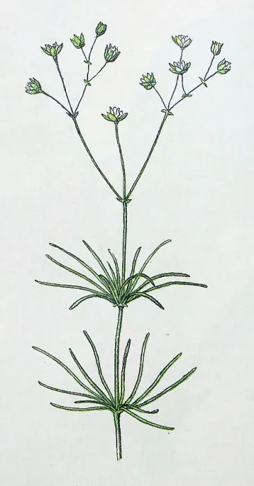 Framed Print : Antique botany illustration: Corn Spurrey, Spergula arvensis Framed Print : Antique botany illustration: Corn Spurrey, Spergula arvensis