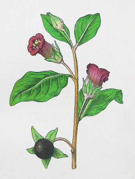 Antique botany illustration: Deadly Nightshade, Atropa Belladonna