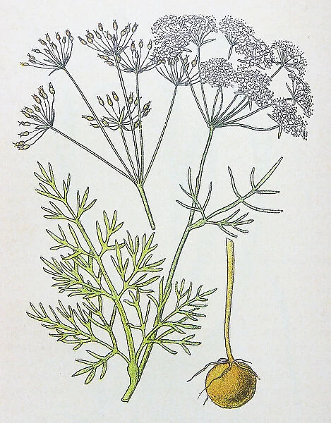 Antique botany illustration: Earth-nut, Pig-nut, Conopodium denudatum