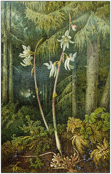 Antique botany illustration: Epipogium aphyllum, ghost orchid