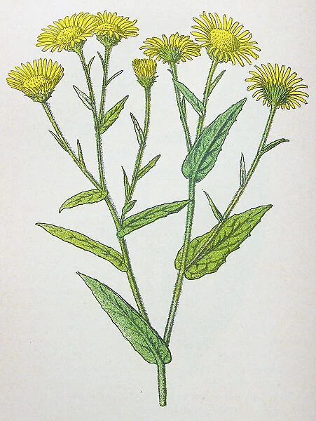 Antique botany illustration: Fleabane, Pulicaria dysenterica
