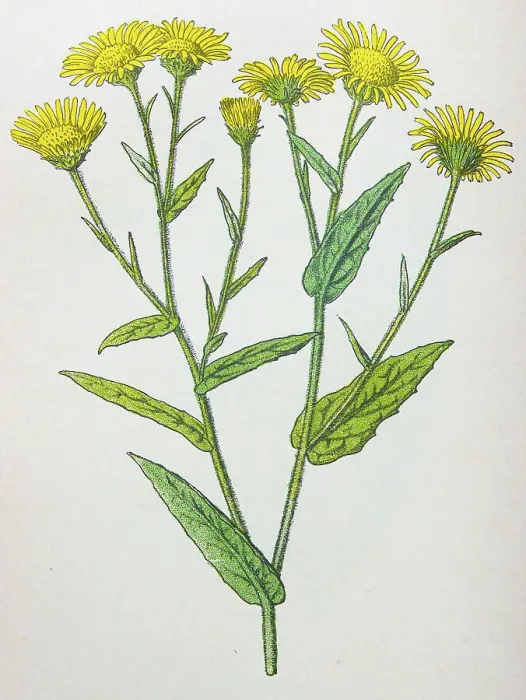 Framed Print : Antique botany illustration: Fleabane, Pulicaria dysenterica