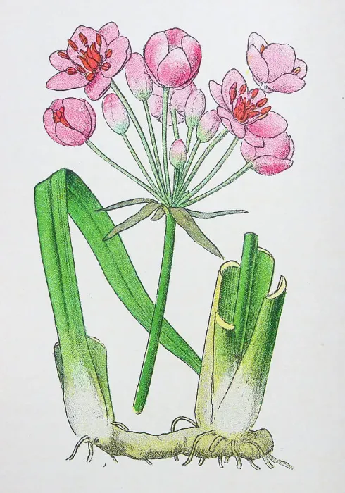 Framed Print : Antique botany illustration: Flowering Rush, Butomus umbellatus