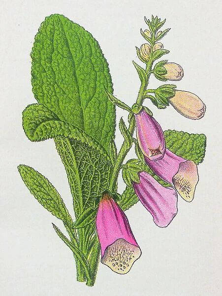 Antique botany illustration: Foxglove, Digitalis purpurea