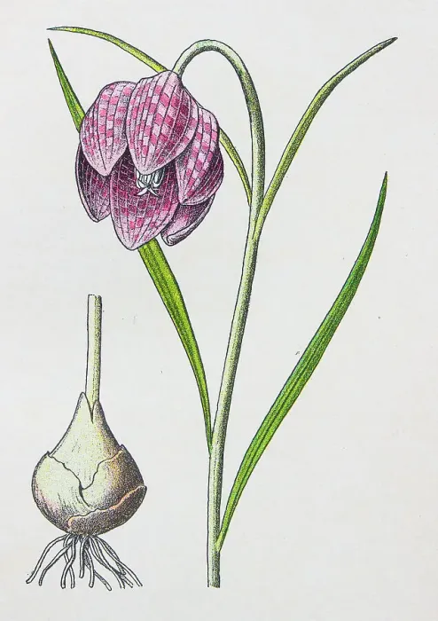 Framed Print : Antique botany illustration: Fritillary, Snake's head, Fritillaria meleagris