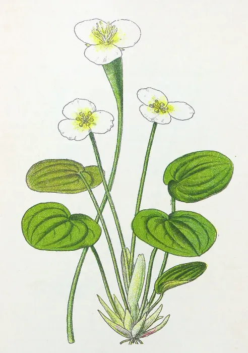 Framed Print : Antique botany illustration: Frog Bit, Hydrocharis morsus-rane Framed Print : Antique botany illustration: Frog Bit, Hydrocharis morsus-rane