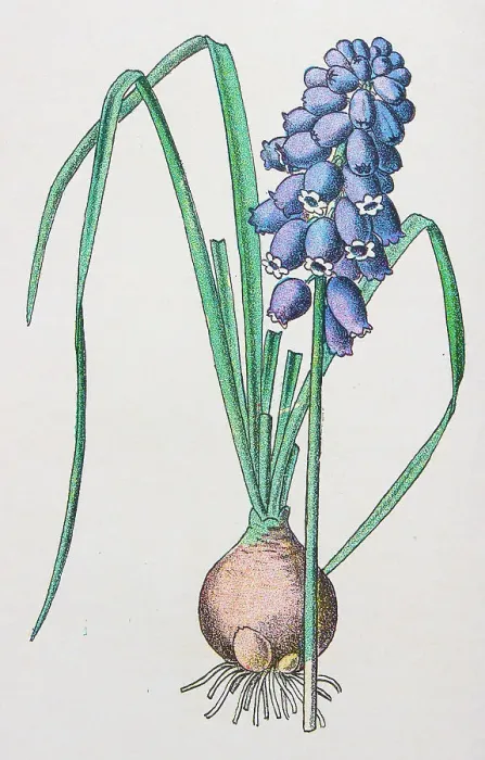 Framed Print : Antique botany illustration: Grape Hyacinth, Muscari racemosum