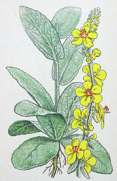 Antique botany illustration: Great Mullein, Verbascum thapsus