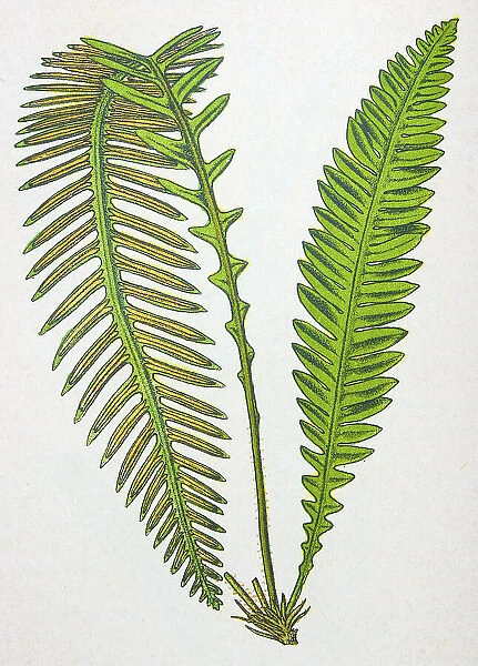 Antique botany illustration: Hard Fern, Lomaria spicant