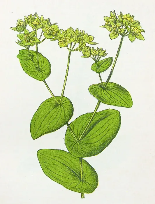 Framed Print : Antique botany illustration: Hare's ear, Bupleurum rotundifolium Framed Print : Antique botany illustration: Hare's ear, Bupleurum rotundifolium