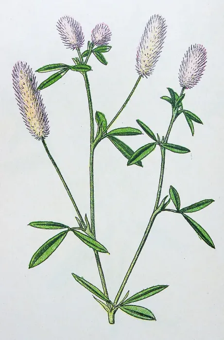 Framed Print : Antique botany illustration: Hares foot trefoil, Trifolium arvense Framed Print : Antique botany illustration: Hares foot trefoil, Trifolium arvense
