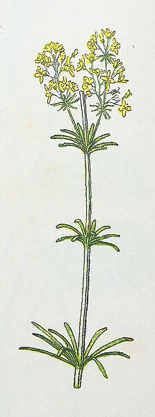 Antique botany illustration: Hedge Bedstraw, Galium Mollugo