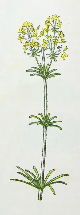 Framed Print : Antique botany illustration: Hedge Bedstraw, Galium Mollugo Framed Print : Antique botany illustration: Hedge Bedstraw, Galium Mollugo
