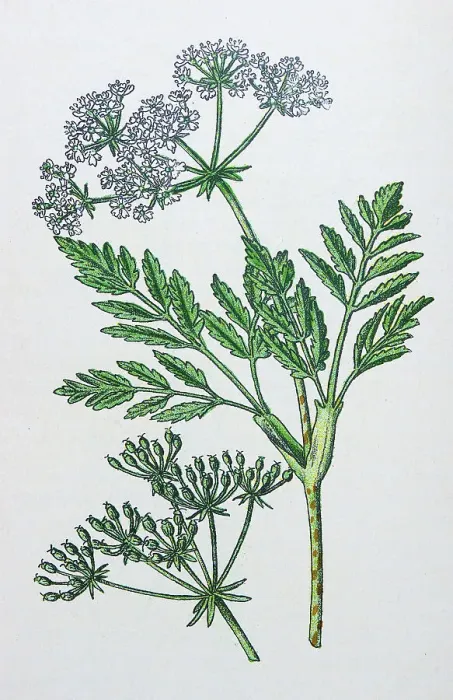Framed Print : Antique botany illustration: Hemlock, Conium maculatum