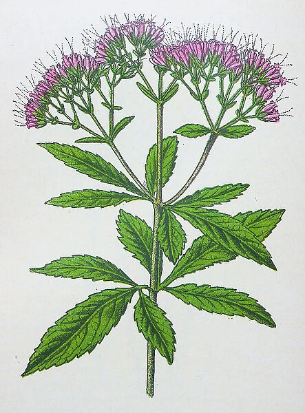 Antique botany illustration: Hemp Agrimony, Eupatorium cannabinum