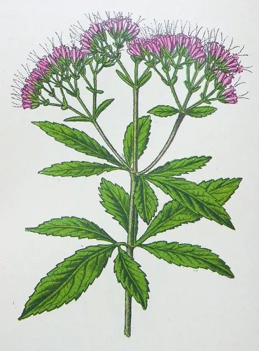 Framed Print : Antique botany illustration: Hemp Agrimony, Eupatorium cannabinum Framed Print : Antique botany illustration: Hemp Agrimony, Eupatorium cannabinum