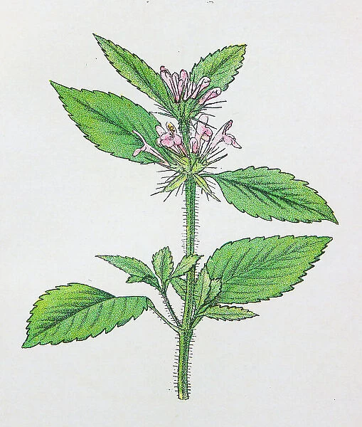 Antique botany illustration: Hemp Nettle, Galeopsis tetrahit