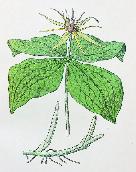 Antique botany illustration: Herb Paris, Paris quadrifolia