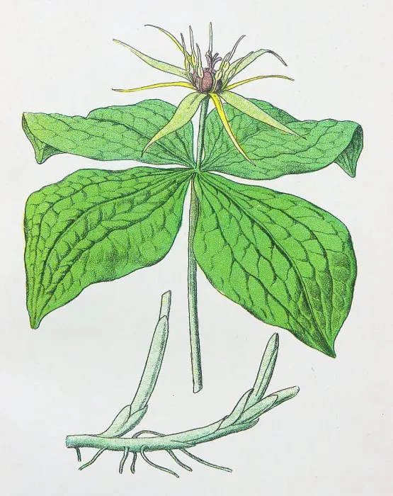 Framed Print : Antique botany illustration: Herb Paris, Paris quadrifolia Framed Print : Antique botany illustration: Herb Paris, Paris quadrifolia
