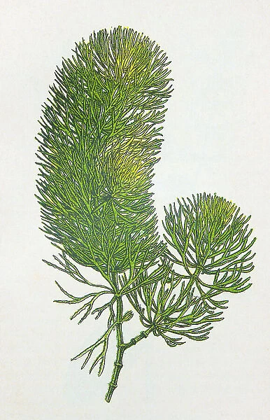 Antique botany illustration: Hornwort, Ceratophyllum demersum