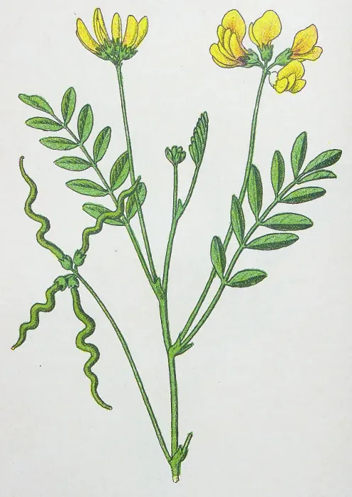 Framed Print : Antique botany illustration: Horseshoe Vetch, Hippocrepis comosa Framed Print : Antique botany illustration: Horseshoe Vetch, Hippocrepis comosa