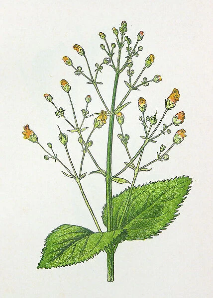 Antique botany illustration: Knotted Figwort, Scrophularia nodosa