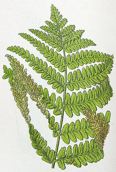 Antique botany illustration: Lady Fern, Asplenium filix-foemina