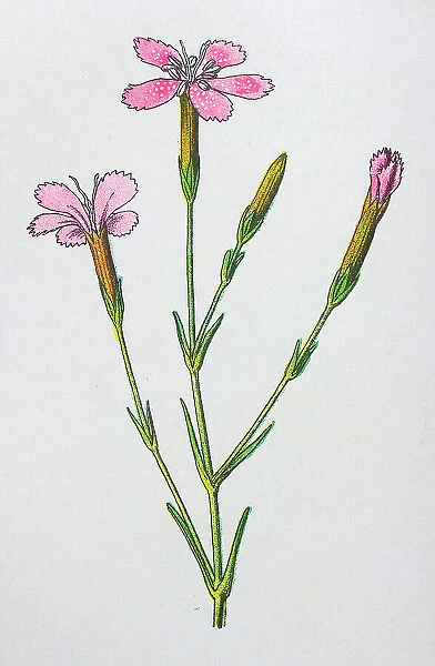 Antique botany illustration: Maiden Pink, Dianthus deltoides