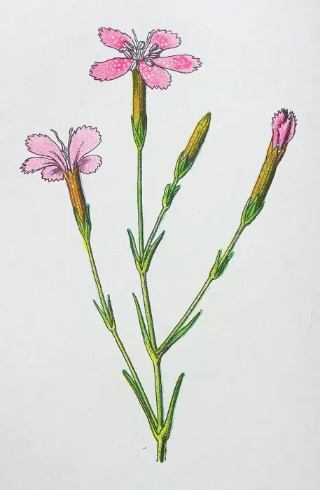 Framed Print : Antique botany illustration: Maiden Pink, Dianthus deltoides Framed Print : Antique botany illustration: Maiden Pink, Dianthus deltoides