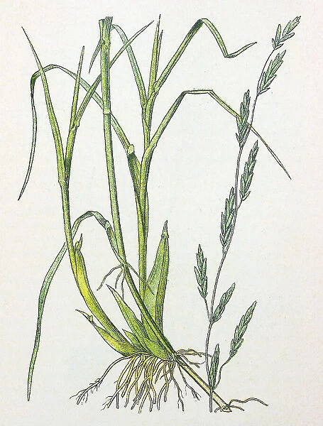 Antique botany illustration: Manna grass, Glyceria fluitans