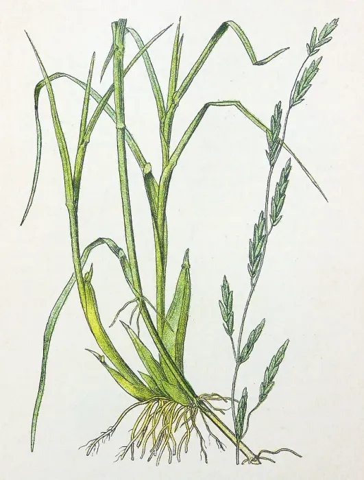 Framed Print : Antique botany illustration: Manna grass, Glyceria fluitans Framed Print : Antique botany illustration: Manna grass, Glyceria fluitans