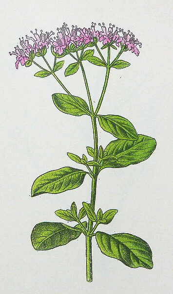Antique botany illustration: Marjoram, Origanum vulgare