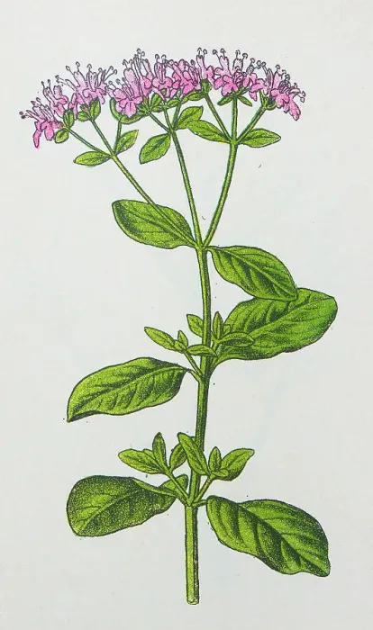 Framed Print : Antique botany illustration: Marjoram, Origanum vulgare Framed Print : Antique botany illustration: Marjoram, Origanum vulgare