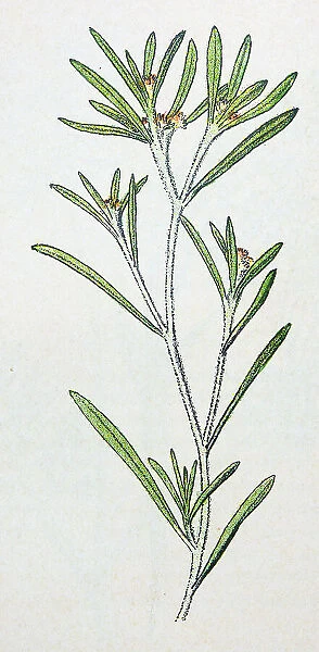 Antique botany illustration: Marsh Cudweed, Gnaphalium uliginosum
