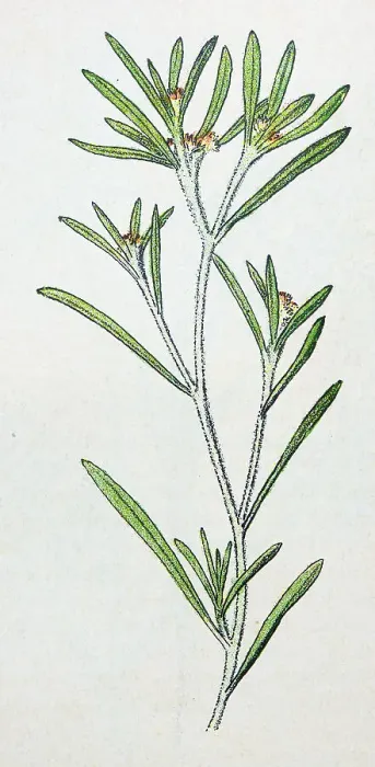 Framed Print : Antique botany illustration: Marsh Cudweed, Gnaphalium uliginosum Framed Print : Antique botany illustration: Marsh Cudweed, Gnaphalium uliginosum