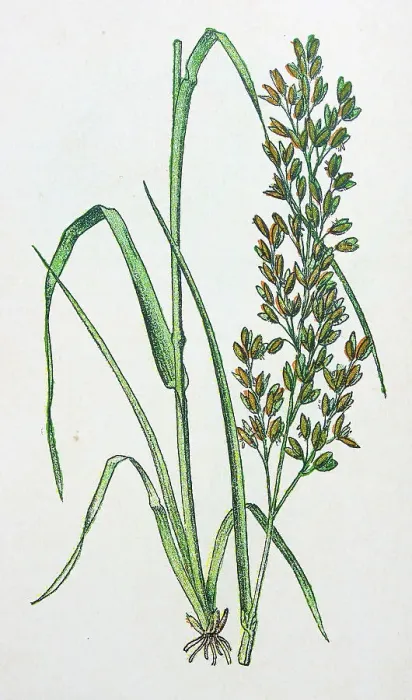 Framed Print : Antique botany illustration: Meadow Soft Grass, Holcus lanatus Framed Print : Antique botany illustration: Meadow Soft Grass, Holcus lanatus