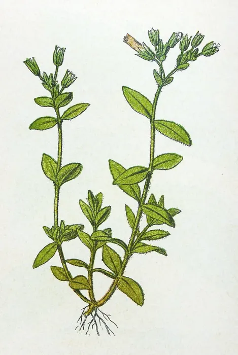 Framed Print : Antique botany illustration: Mouse Ear Chickweed, Cerastium triviale