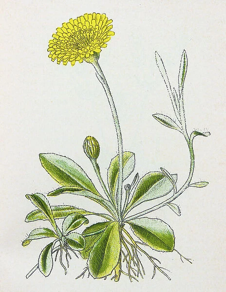 Antique botany illustration: Mouse-ear Hawkweed, Hieracium pilosella