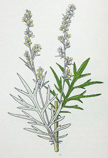 Antique botany illustration: Mugwort, Artemisia vulgaris