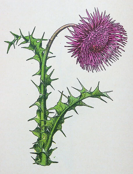 Antique botany illustration: Musk Thistle, Carduus nutans