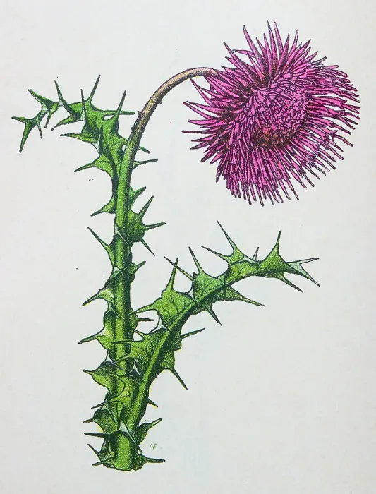 Framed Print : Antique botany illustration: Musk Thistle, Carduus nutans Framed Print : Antique botany illustration: Musk Thistle, Carduus nutans