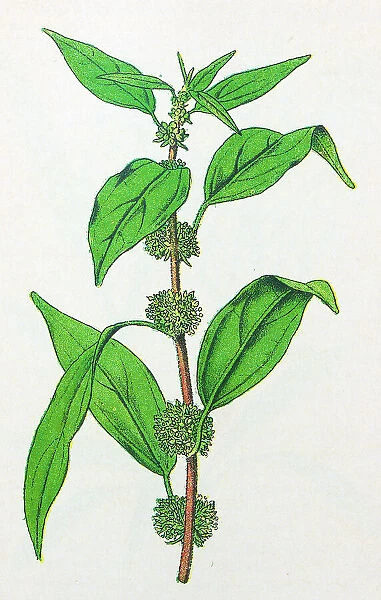 Antique botany illustration: Pellitory, Parietaria officinalis