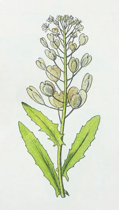 Framed Print : Antique botany illustration: Penny Cress, Thlaspi arvense Framed Print : Antique botany illustration: Penny Cress, Thlaspi arvense
