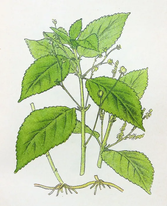 Framed Print : Antique botany illustration: Perennial Mercury, Mercurialis perennis Framed Print : Antique botany illustration: Perennial Mercury, Mercurialis perennis