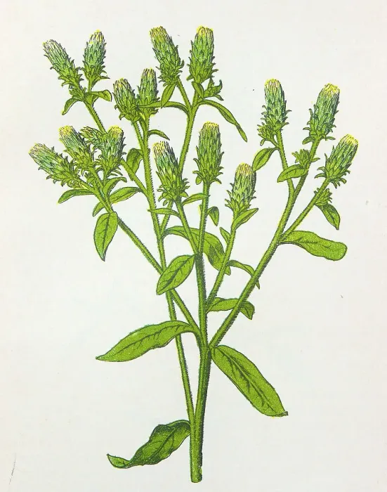 Framed Print : Antique botany illustration: Ploughman's Spikenard, Inula Conyza Framed Print : Antique botany illustration: Ploughman's Spikenard, Inula Conyza